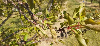 Gel 2021 : Télécalam ouvert pour les fruits à noyaux