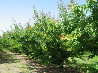 Abricots : la plus faible production européenne depuis 30 ans