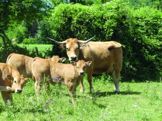 Veau rosé des montagnes de la Drôme : la filière se structure