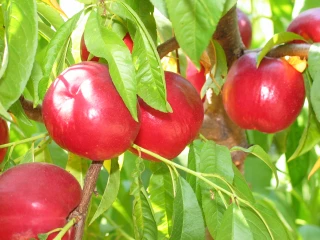 Pêches et nectarines : un déficit de production française moins pire que prévu