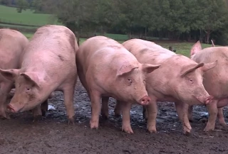 Les prix du porc en chute partout en Europe, sauf en France