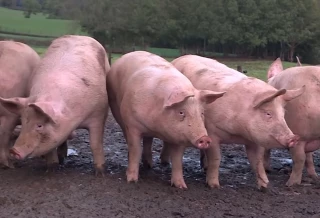 Les prix du porc en chute partout en Europe, sauf en France