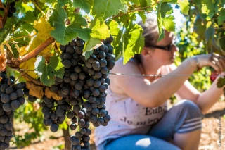 Un contrat saisonnier particulier : le « contrat vendanges »