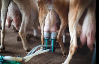 Lait de chèvre : la hausse du prix compensée par celle des charges