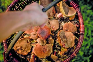 Cueillette des champignons : que dit la loi ?