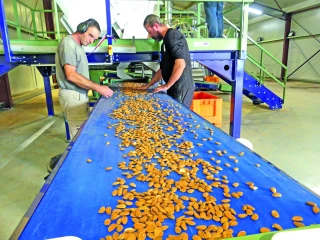 Casserie de la Drôme Provençale :  une amande garantie drômoise