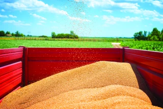 Céréales : hausse de 5,1 % de la production pour 2021-2022