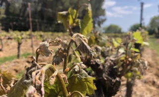 Gel sur vigne : la procédure d’indemnisation est ouverte