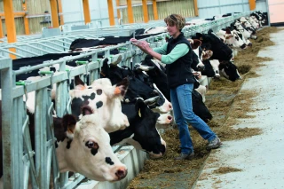 Bovins lait : une érosion démographique particulièrement aiguë