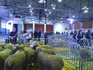 Mardi 1er février : foire aux béliers de Crest