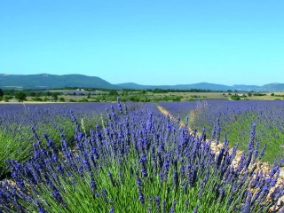 L’équipe Ppam en appui auprès des producteurs