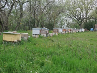 Apiculture : des rendez-vous techniques en visio