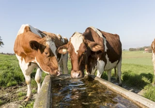 Abreuvement des animaux : une aide de la Région Auvergne-Rhône-Alpes