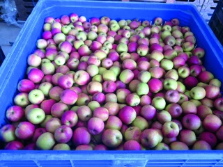 Pommes : la transformation doit privilégier l’origine France