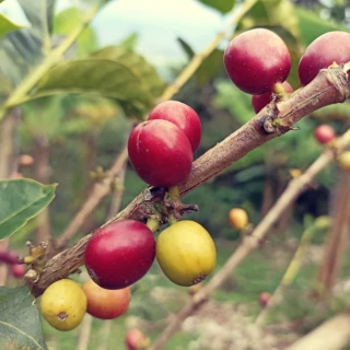 Le café colombien, fort en goût, mais si fragile !