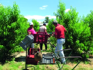 L’embauche de saisonniers agricoles : règles à connaître