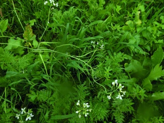 Mise à disposition de semences  de Cipan-Biodiversité 