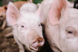 Filière porcine : prise en charge des cotisations MSA