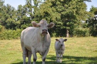Viande bovine : exigez le juste prix !