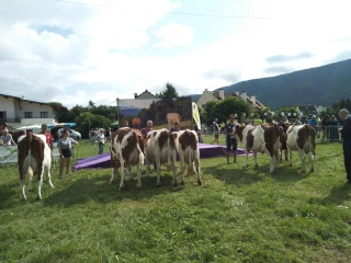 A la Fête du Bleu, les vaches se font belles pour le comice