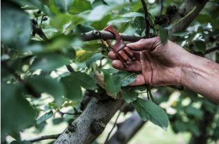 Le biocontrôle gagne des parts de marché