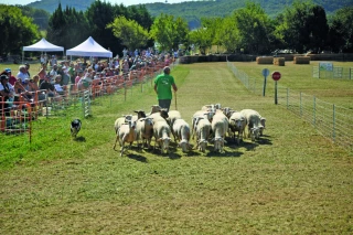 Concours de chiens de berger :  le reflet du quotidien