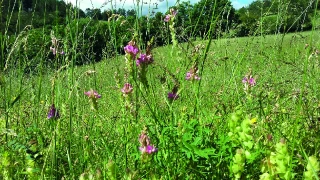 Concours local des prairies fleuries : deux Gaec lauréats