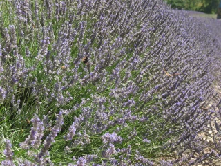 Huile essentielle de lavande de Haute-Provence : victoire contre une usurpation en Indonésie