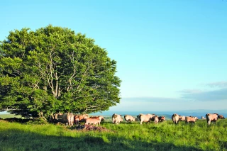 BCAE 8 ou le maintien des élèments favorables à la biodiversité