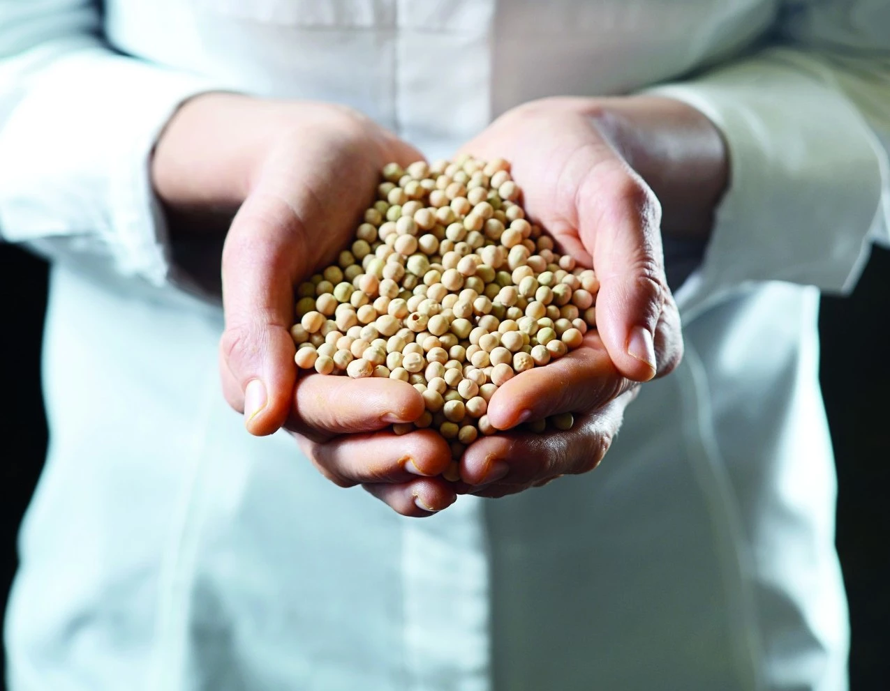 Le pois blond de la Planèze mis à l’honneur