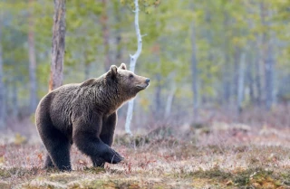 Italie : un joggeur tué par un ours