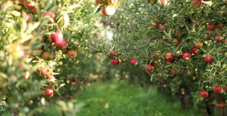 Rénovation du verger arboricole : lancement de l’appel à projets 2023