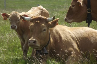 Bovin viande : une aide de la Région