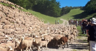 Fête de la transhumance au pays de la Clairette : l’évènement incontournable du Diois