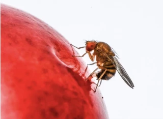 Attaques de mouches sur cerises : recensement des dégâts