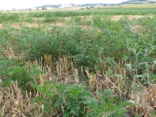 L'ambroisie dans la filière agricole