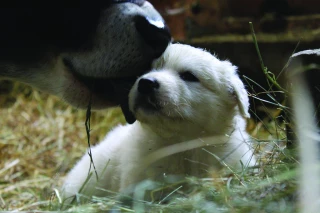 Bien choisir son chien et l’éduquer correctement
