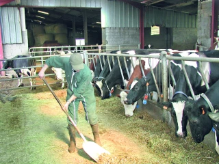 Quelle classification  des emplois  pour la production agricole ?