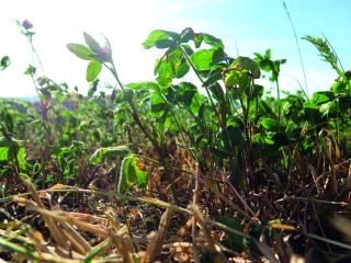 Un été particulièrement chaud pour les filières agricoles