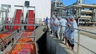 Tomate d’industrie : un vaste plan de reconquête du marché