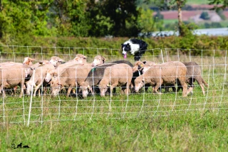 Un Ardéchois, champion de France de chiens de troupeau inter-races !