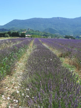 Les ventes de PPAM au ralenti depuis deux ans