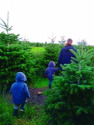 Célébrer Noël avec un sapin responsable