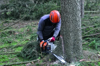 La coupe de bois  par le fermier