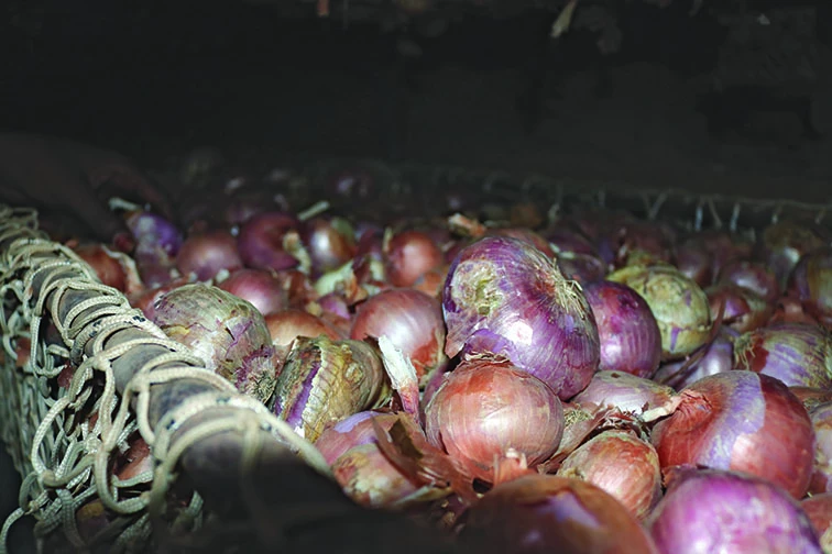 Des greniers innovants afin de stocker la production d’oignons