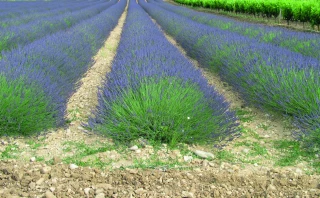 Guichet FranceAgriMer ouvert jusqu’au 30 avril