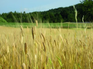 Soutenir la demande en petit épeautre de Haute-Provence