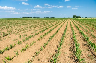 Corvidés : quelles solutions pour protéger les semis ?