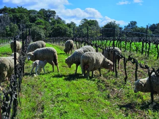 Une alliance entre vignerons et éleveurs