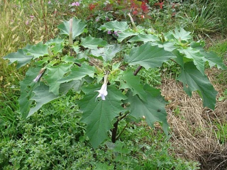 Reconnaître et gérer le datura